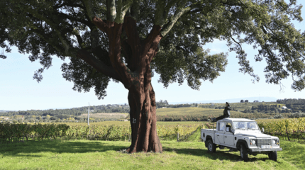 Paço dos Cunhas and Casa de Santar, Dão