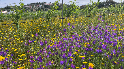 Tour and Premium PistaWines