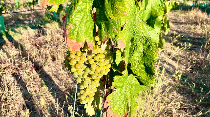 Tour & 5 wine tasting - Tapada da Fonte