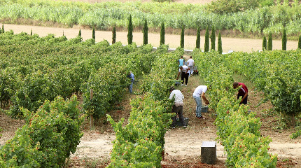 Harvest experience wiith Lunch - 30 August & 20 September