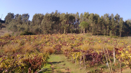 Eco-Tour: From Pateira to the Winery