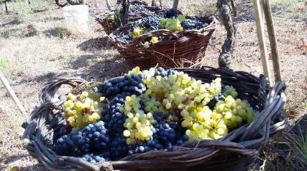 Harvesting for a Day in Bairrada