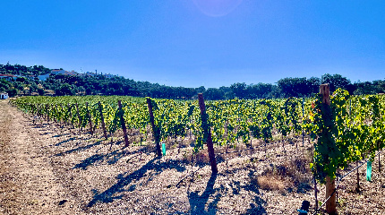 Tour and 3 wine tasting – Summer Tasting 