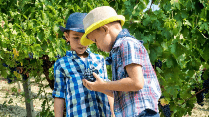 Mainova Kids Experience - Prova de Azeite e Néctares